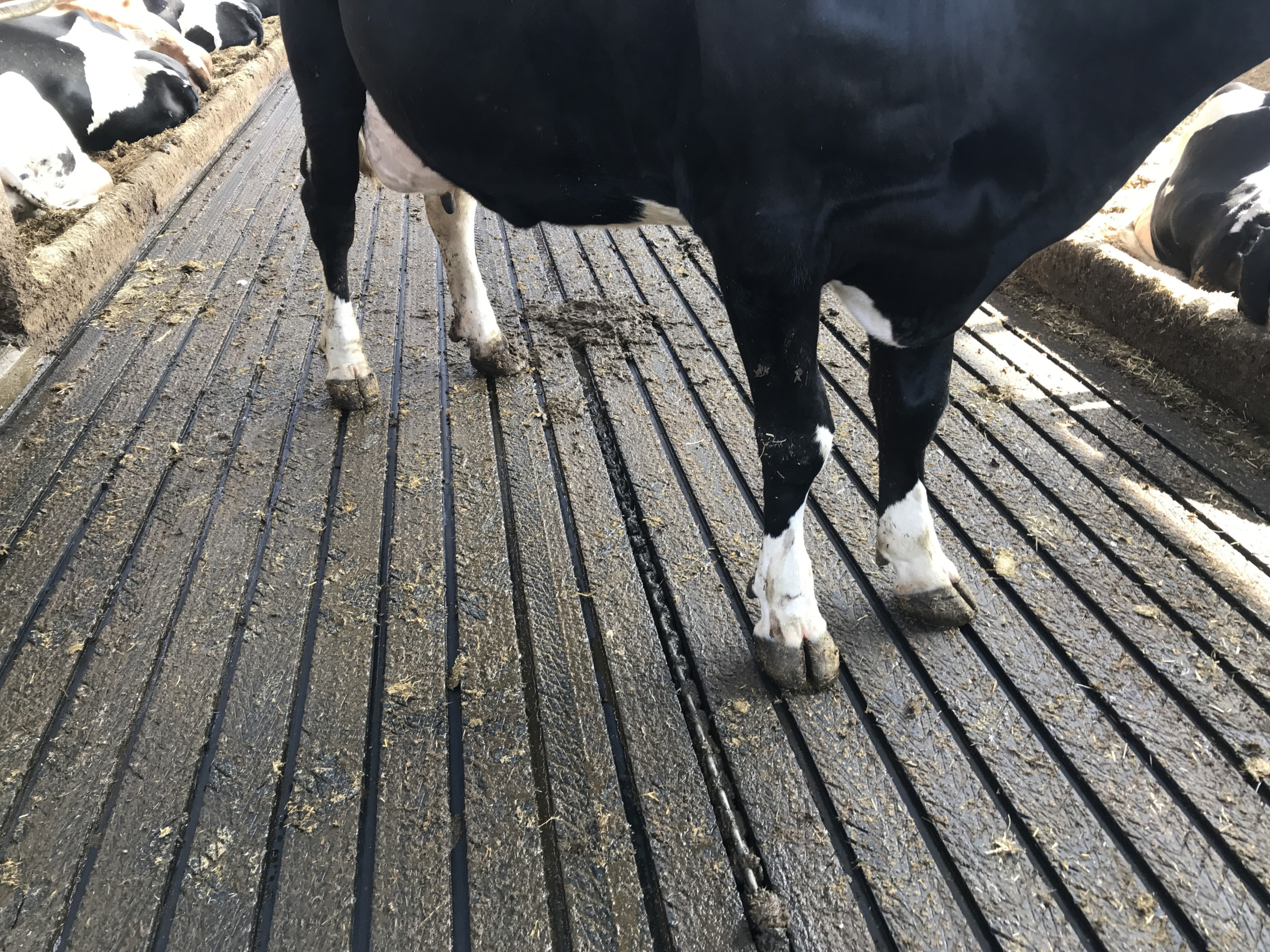 Trittfester Magellan Gummrillenboden